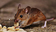 24 Hour & Emergency Exterminators in Pine Run, PA
